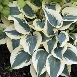 Хоста Blue Ivory