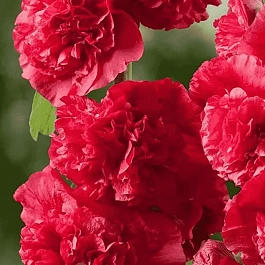 Мальва розовая Chater's Double Scarlet