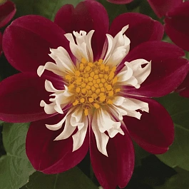 Георгин Dahlietta Surprise Becky