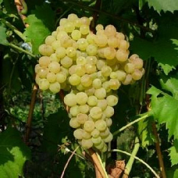 Виноград плодовый Солярис