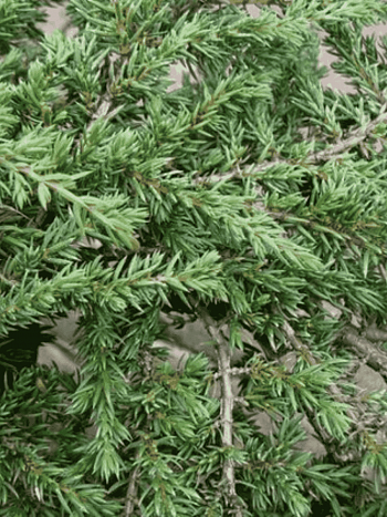 Можжевельник обыкновенный Barton