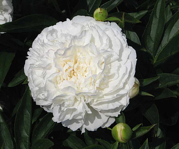 Пион травянистый Мазерс Чойс