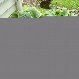 Хоста гибридная Фрейгрант Букет