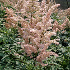 Астильба японская Пич Блоссом