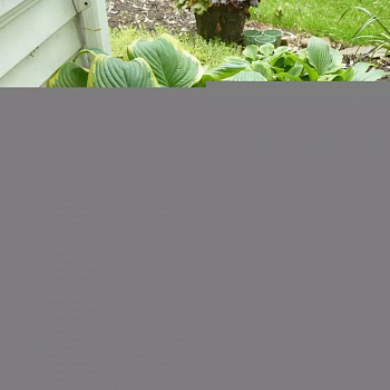 Хоста гибридная Фрейгрант Букет