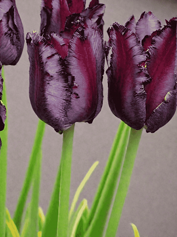 Тюльпан попугайный  Frozen Night