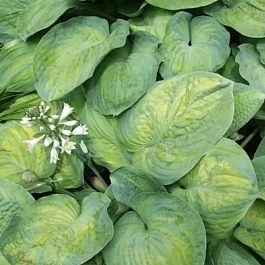 Хоста Georg Smith