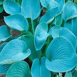 Хоста Buckshaw Blue