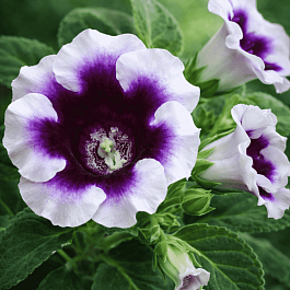 Глоксиния Avanti Blue with White Edge