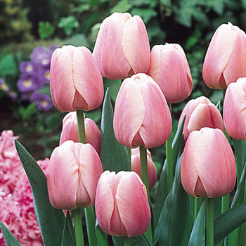 Тюльпан Оллиулес