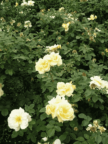 Шиповник морщинистый Dagmar Hastrup