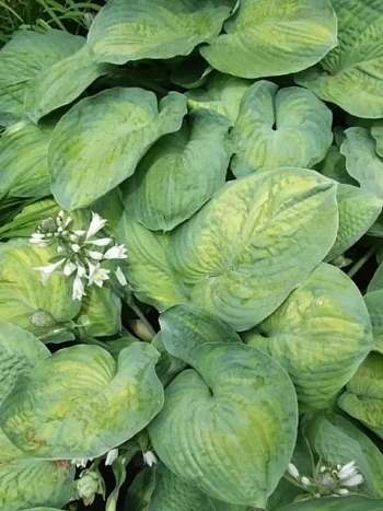 Хоста Georg Smith