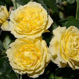 Роза флорибунда Чайна Гел Роза флорибунда Чайна Гел