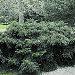 Тисс ягодный Repandens