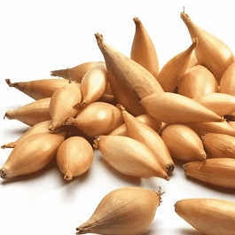 Лук-севок Бамбергер