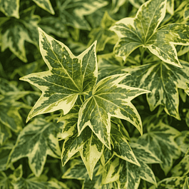 Плющ обыкновенный Yellow Ripple