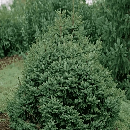 Ель сербская Nana