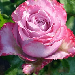 Роза Чайно-гибридная Deep Water