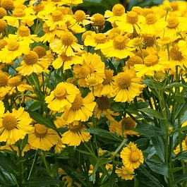 Гелениум осенний Helena Gold