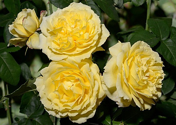 Роза флорибунда Чайна Гел