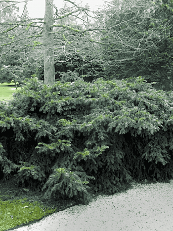 Тисс ягодный Repandens