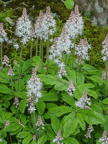 Тиарелла Верри