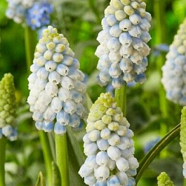 Мускари армянский Аляска