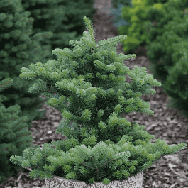 Пихта корейская Schwedenkonig