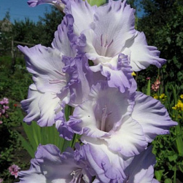 Гладиолус крупноцветковый Леди Джейн Гладиолус крупноцветковый Леди Джейн