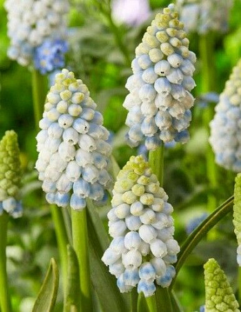 Мускари армянский Аляска