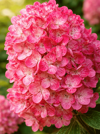 Гортензия метельчатая Magical Flame