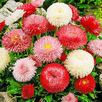 Маргаритка Хабанера