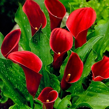 Калла гибридная Red Majesty