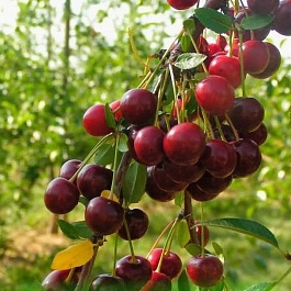 Вишня обыкновенная Нортстар