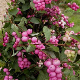 Снежноягодник доренбози Хенаульта Хэнкок