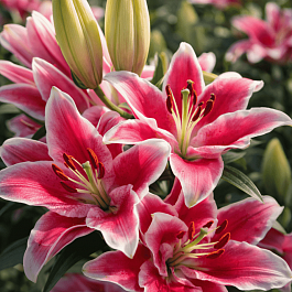 Лилия Roselily Tatsjana