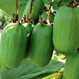 Актинидия коломикта Памяти учителя Актинидия коломикта Памяти учителя