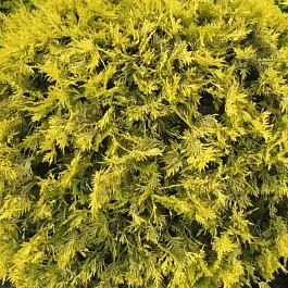 Туя западная Golden Globe