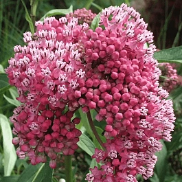 Ваточник инкарнатный Cinderella