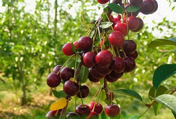 Вишня обыкновенная Нортстар