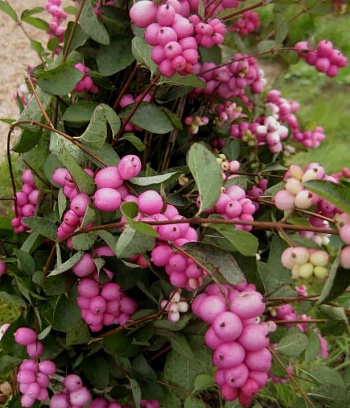 Снежноягодник доренбози Хенаульта Хэнкок