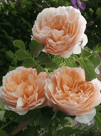 Роза Плетистая Ginger Syllabub