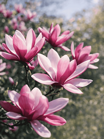 Магнолия гибридная Randy