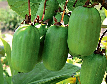 Актинидия коломикта Памяти учителя