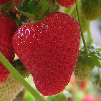Земляника садовая Кабрильо