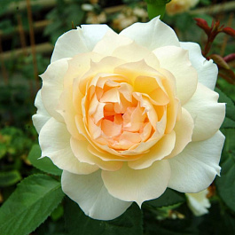 Роза флорибунда Мейян Чайковский