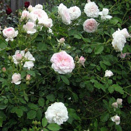 Роза канадская парковая Хайди