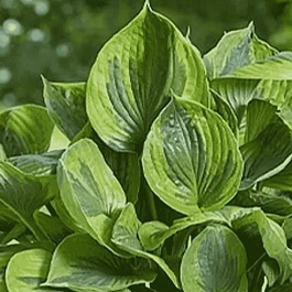 Хоста Green Patriot