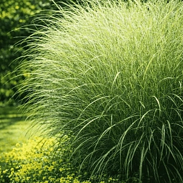 Мискантус китайский