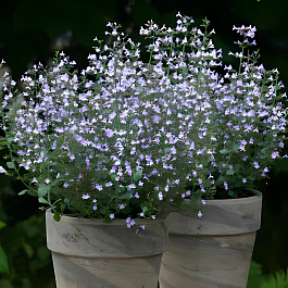 Душевик котовниковый Marvelette Blue